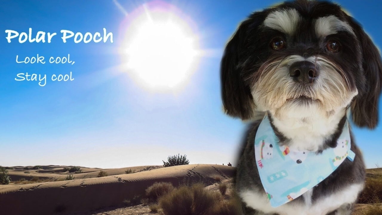 polar pooch reviews